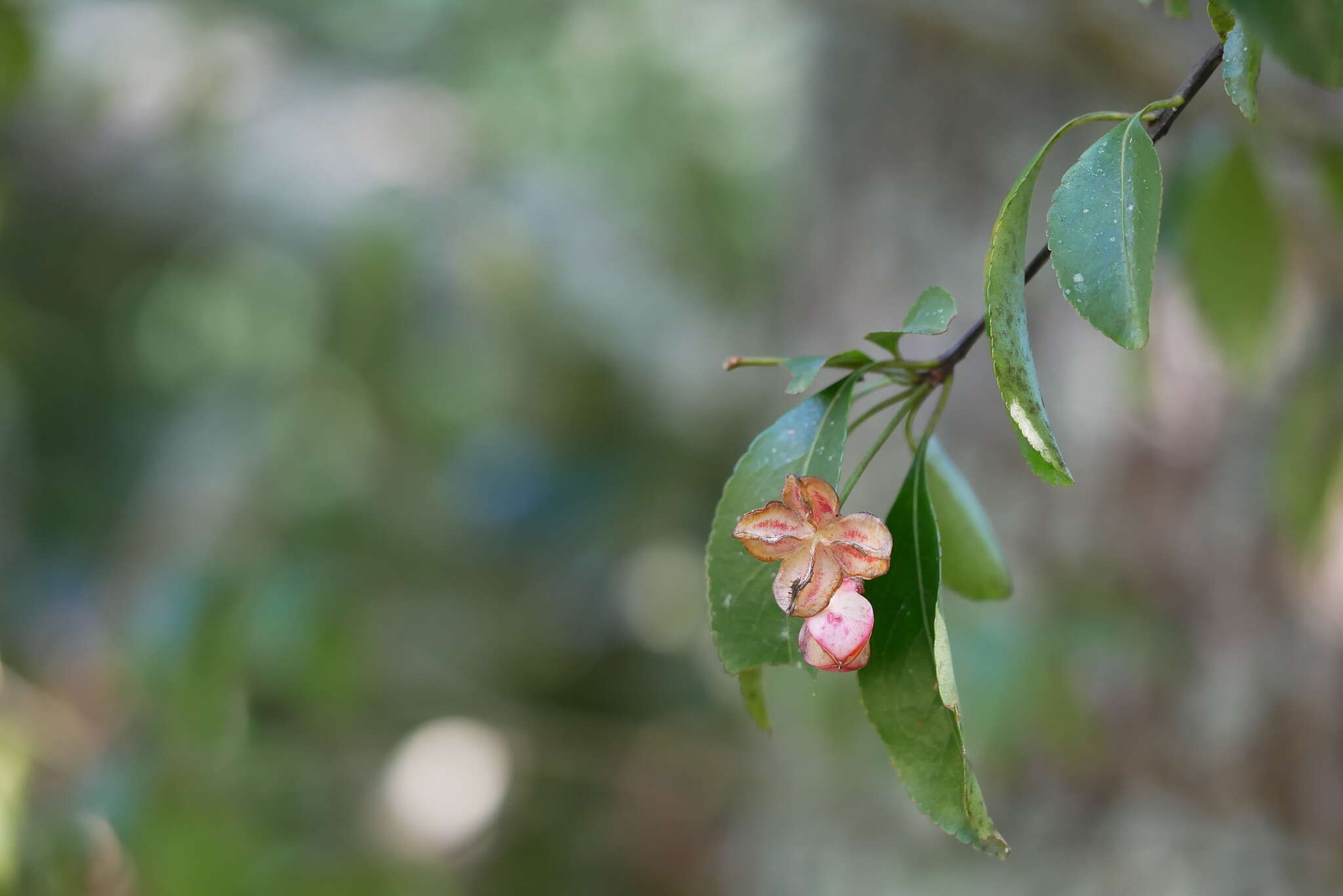 Image of Euonymus carnosus Hemsl.