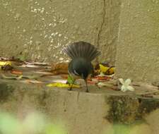 Image of White-spotted Fantail