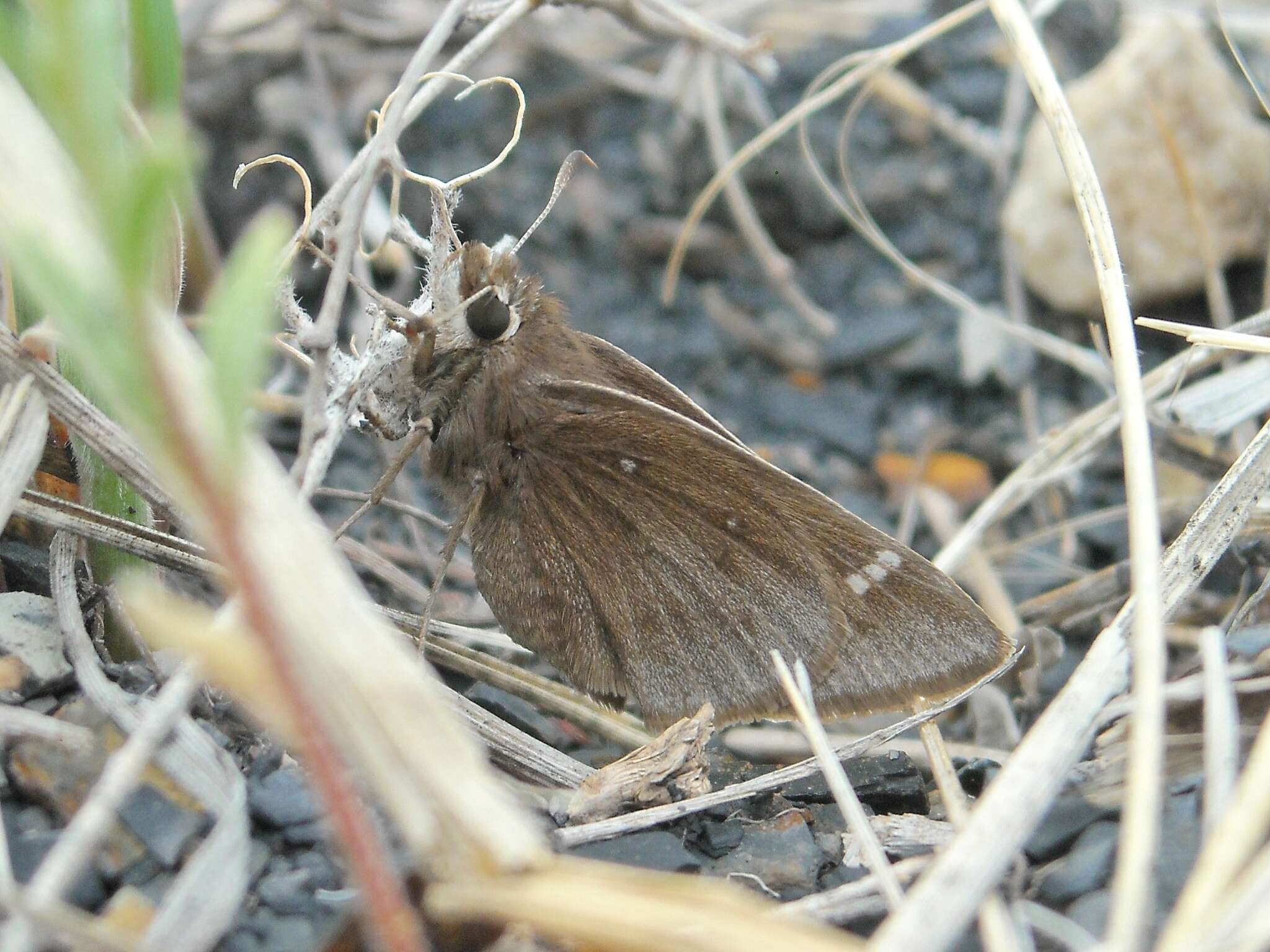 Image of Atrytonopsis hianna turneri Freeman 1948