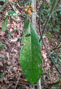 Image of Sorocea briquetii Macbride