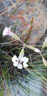 Image of Pelargonium naviculifolium E. M. Marais