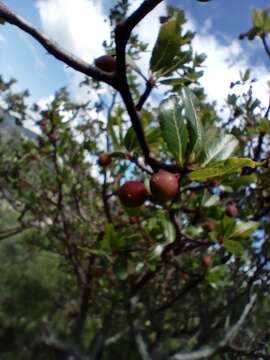 Image of Bursera simplex Rzed. & Calderón