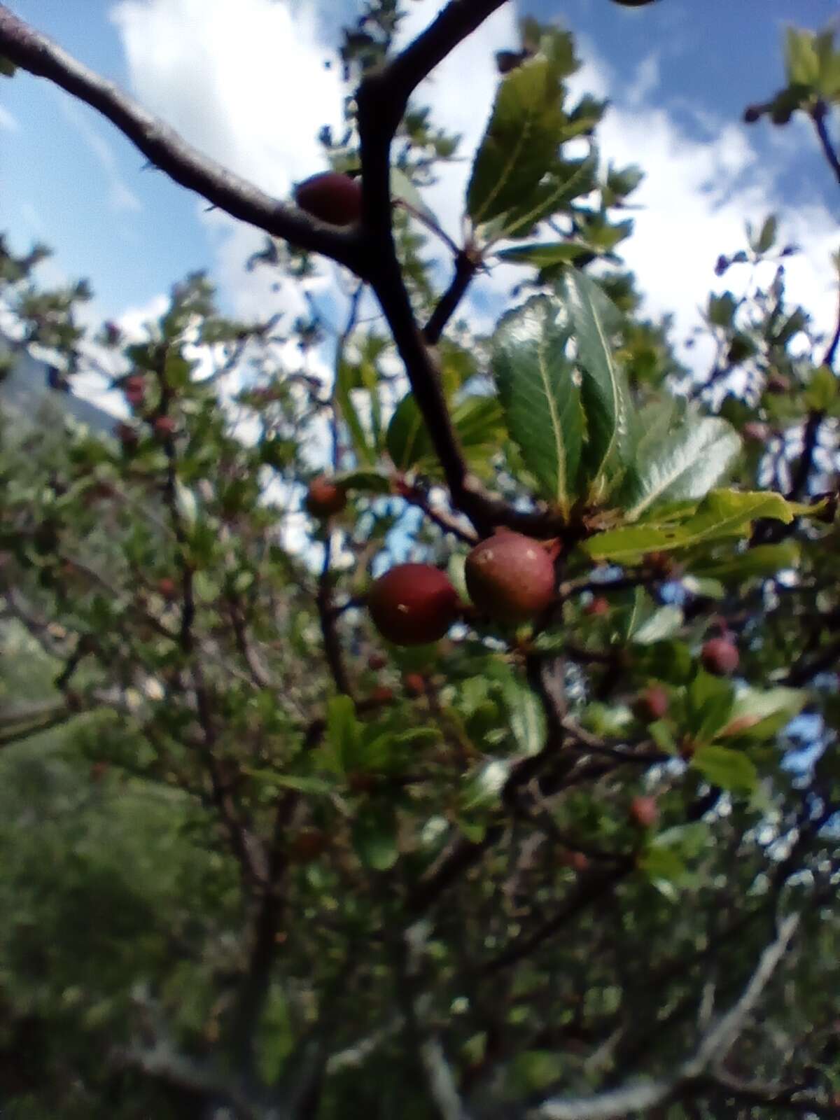 Plancia ëd Bursera simplex Rzed. & Calderón