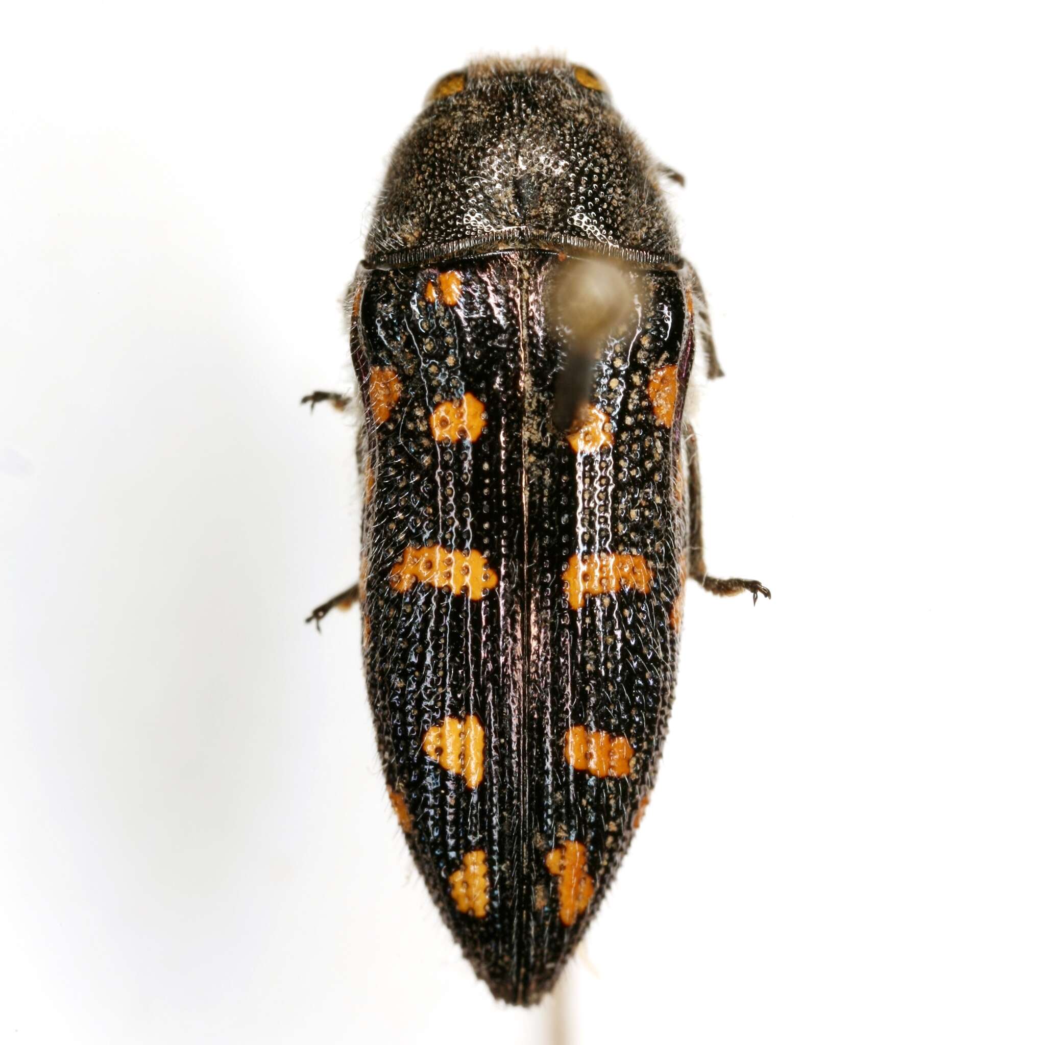 Image of Acmaeodera delumbis Horn 1894