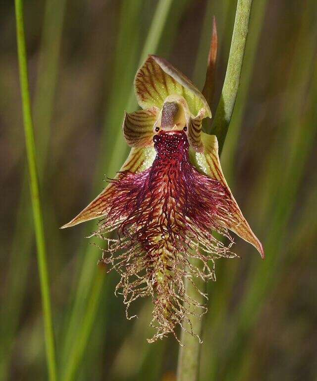 Calochilus robertsonii Benth.的圖片