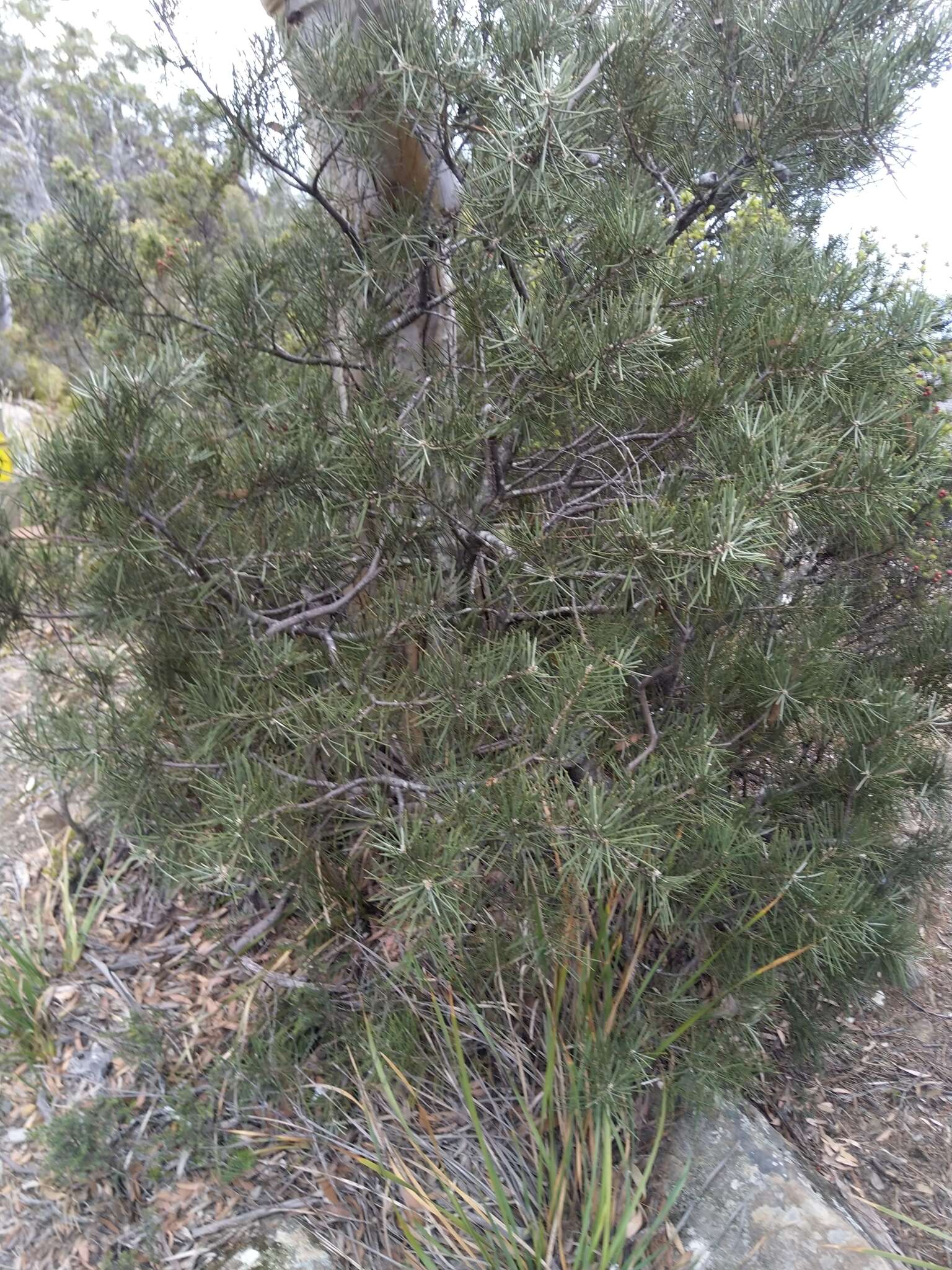 Image of Hakea lissosperma R. Br.