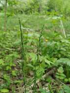 Image of narrow-leaved meadow-grass