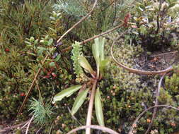 Image of Gentianella corymbifera subsp. corymbifera