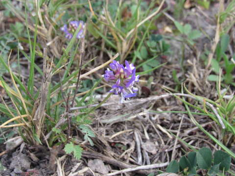 Sivun Astragalus brazoensis Buckl. kuva