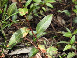 Image de Persicaria dichotoma (Bl.) S. K. Dixit, B. Datt & G. P. Roy