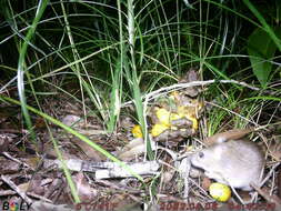 Image of Australian Pale Field Rat