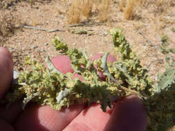 Image of wheelscale saltbush