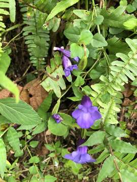 Image of Spotless Violet Torenia