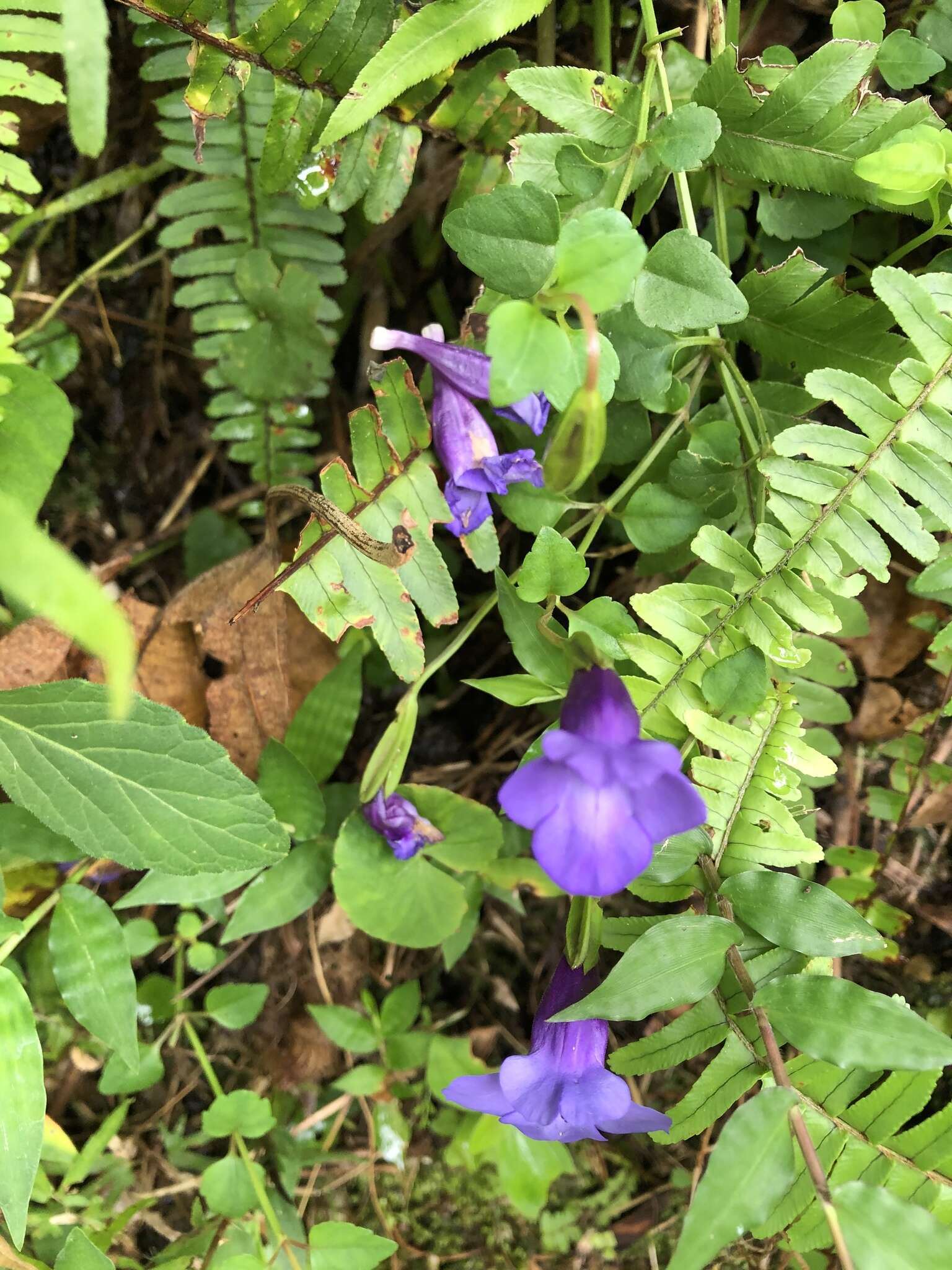 Image of Spotless Violet Torenia