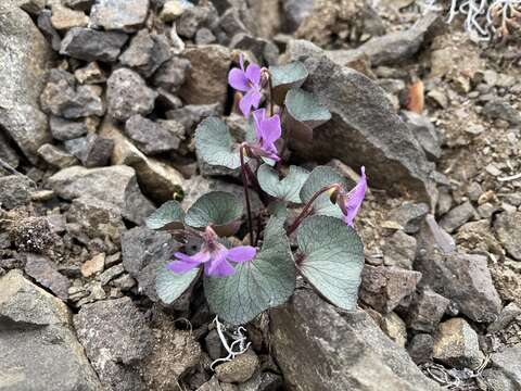 Image of Flett's Violet