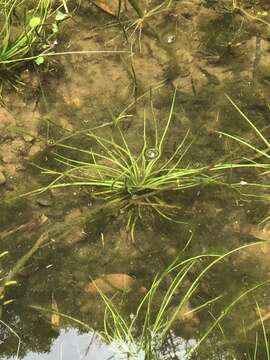 Image of Taiwan Quillwort