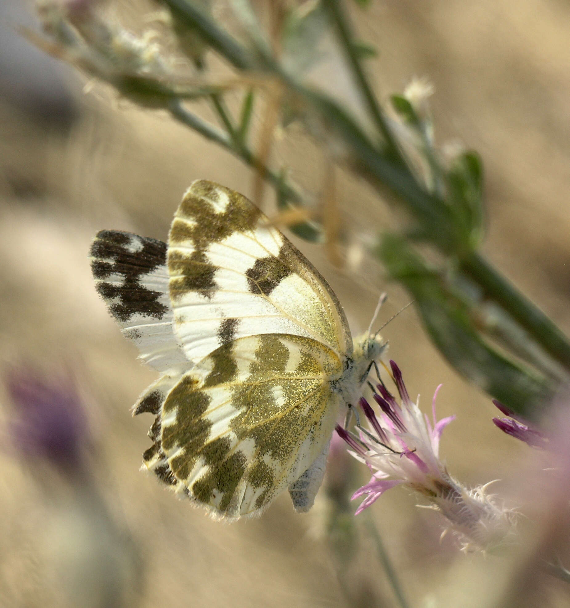 Image of squarrose knapweed