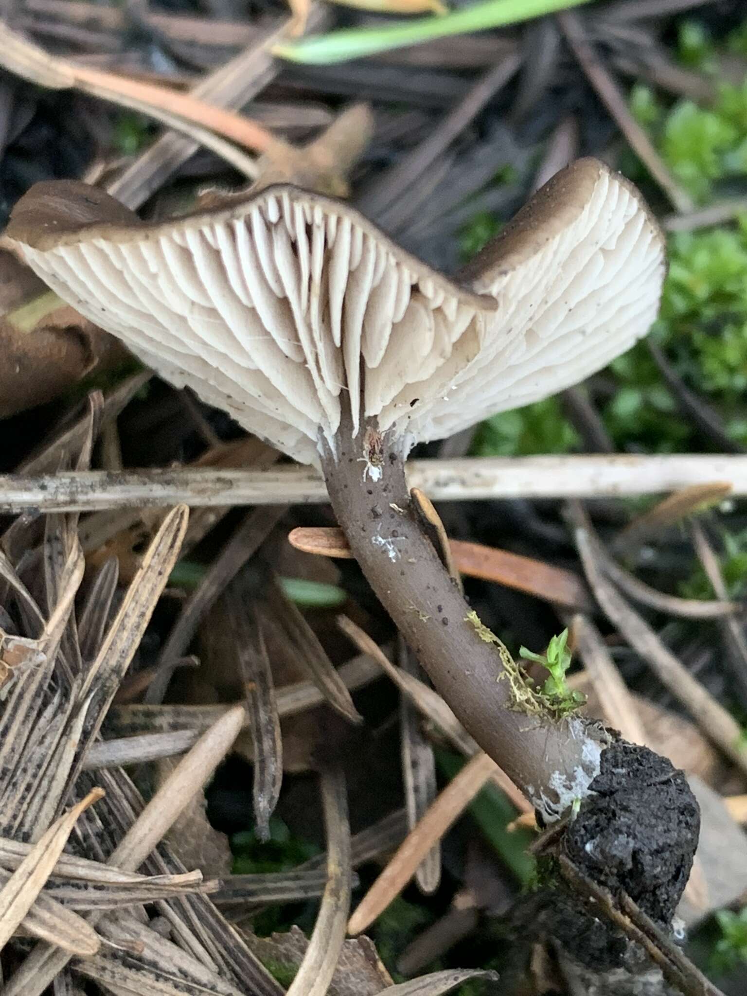 Image of Tephrocybe anthracophila (Lasch) P. D. Orton 1969