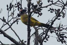 Image of Crested Finchbill