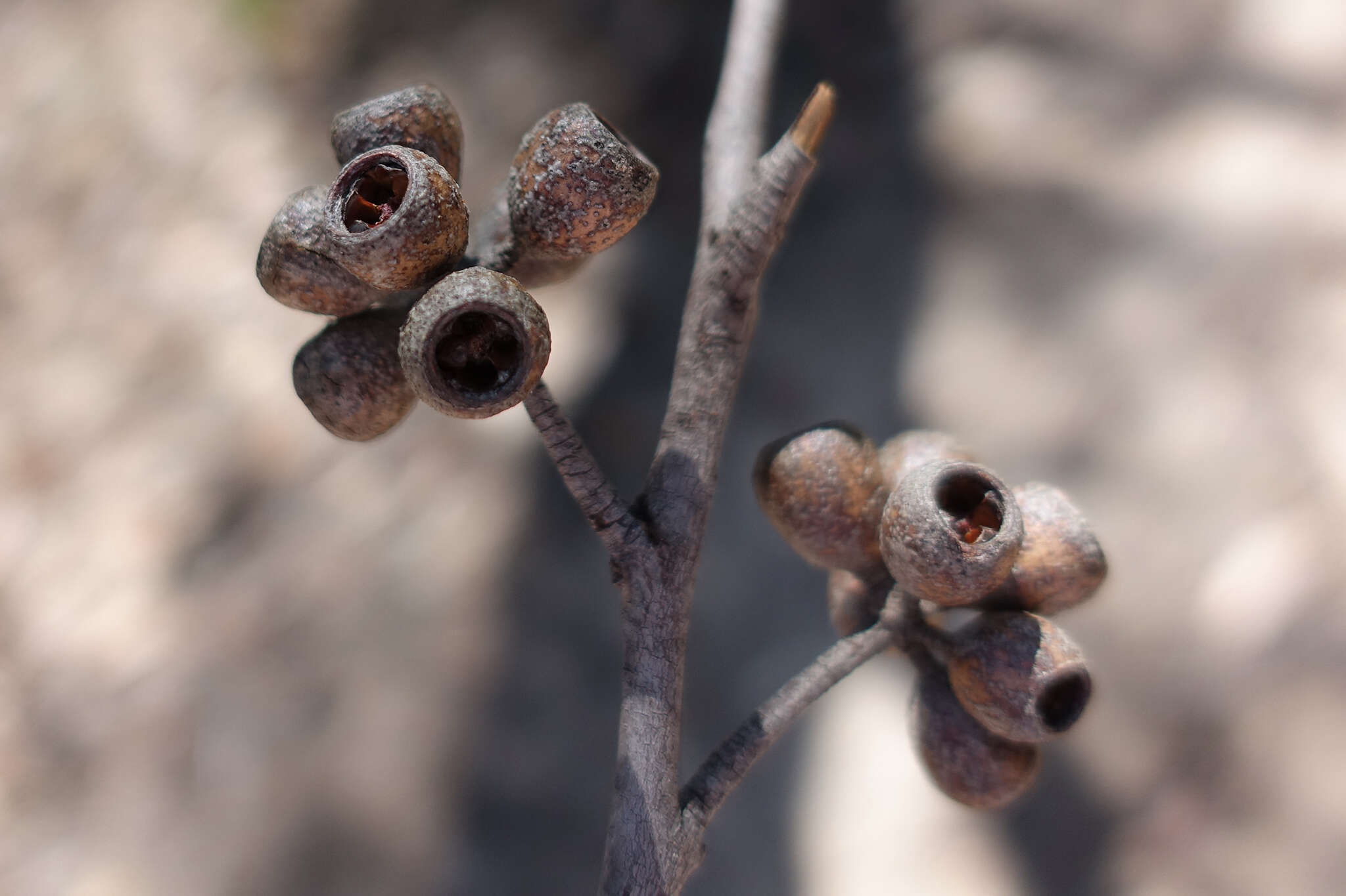 Sivun Viiste-eukalyptus kuva