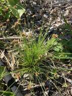 Image of watergrass