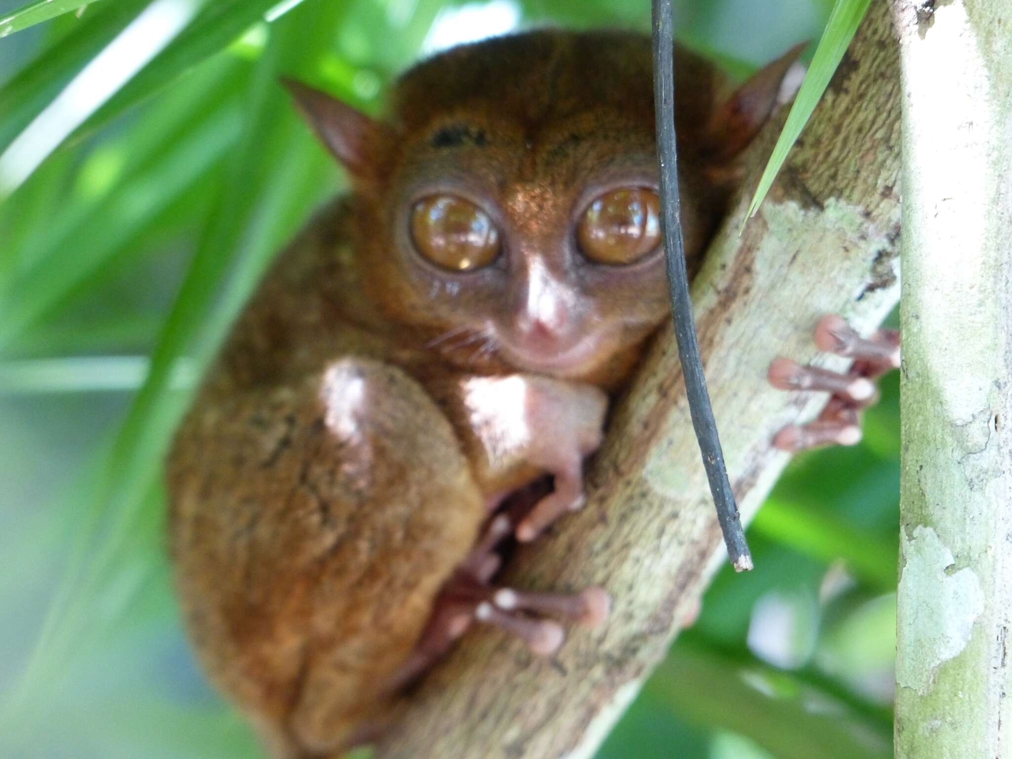 Image de Tarsier des Philippines