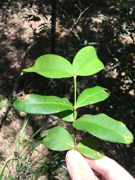 Plancia ëd Melodinus australis (F. Müll.) Pierre