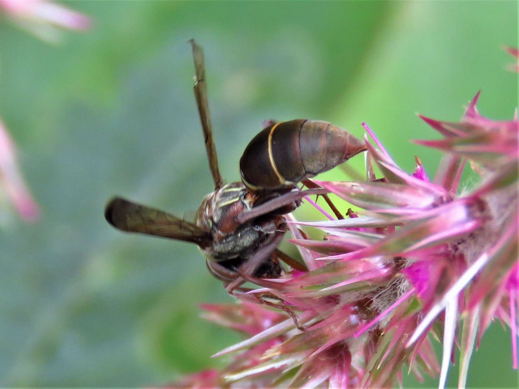 Image of Polistes tenellus Buysson 1905