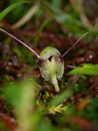 Image of Corybas vitreus Lehnebach