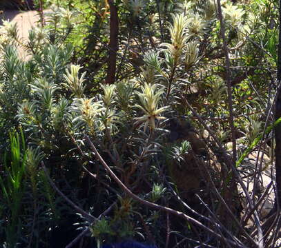 Image of Phylica plumosa var. plumosa