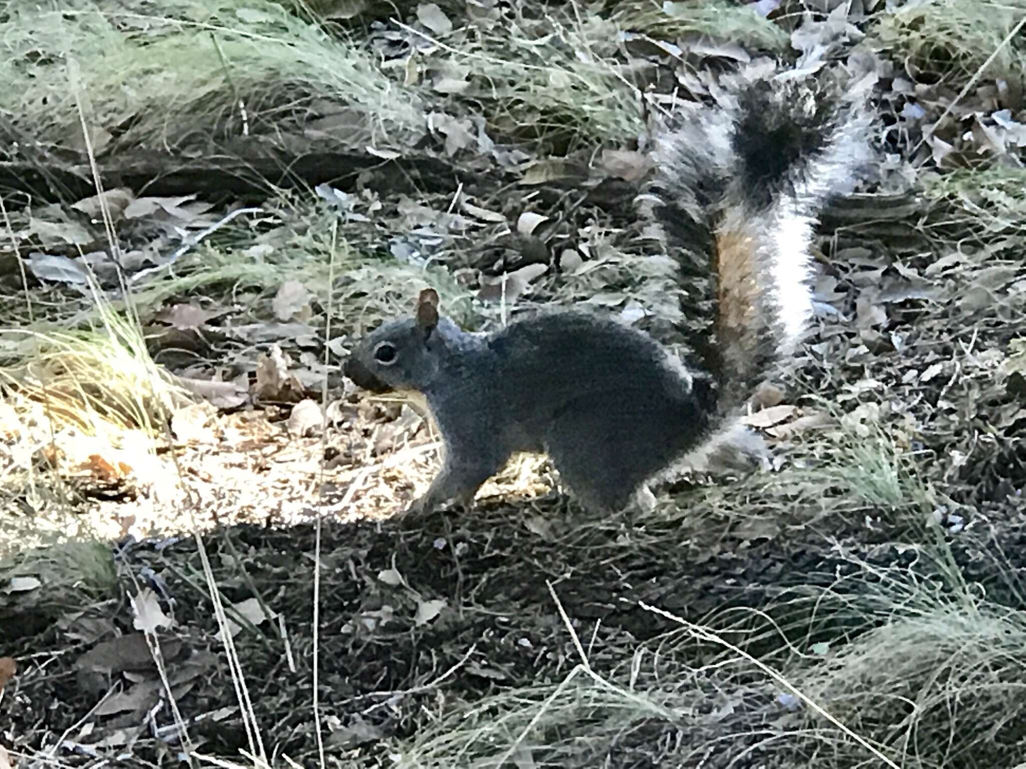 Image of Arizona Gray Squirrel