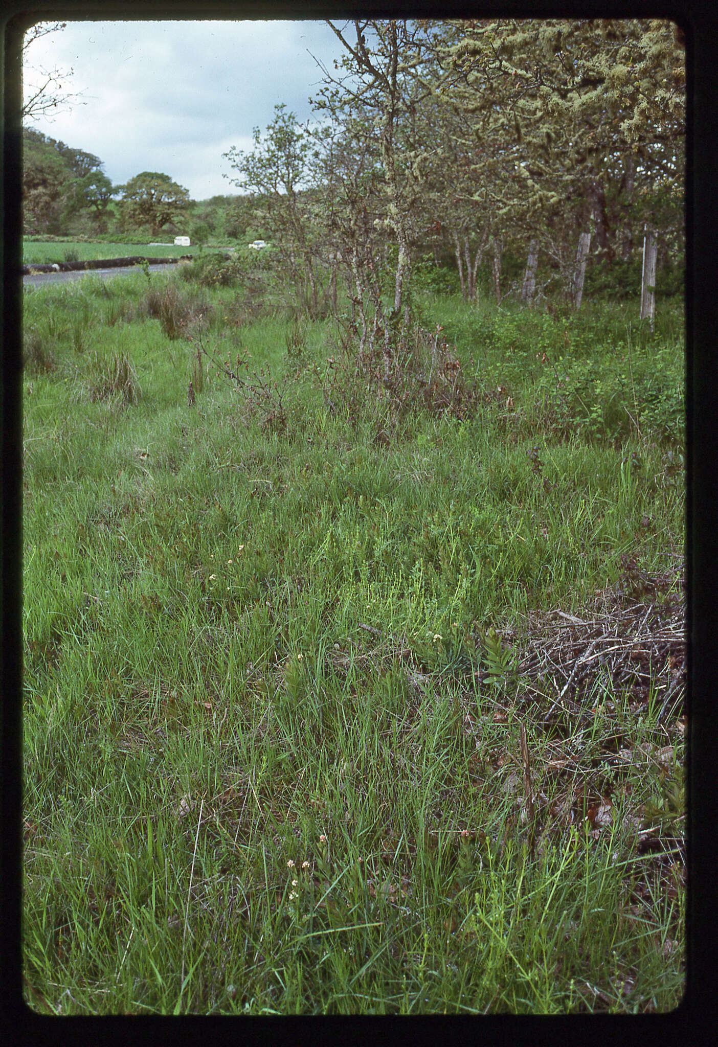 Lathyrus holochlorus (Piper) C. L. Hitchc.的圖片