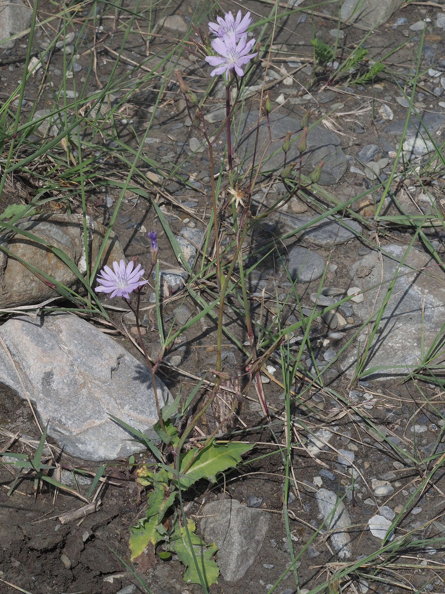 Image of Cicerbita macrophylla (Willd.) Wallr.