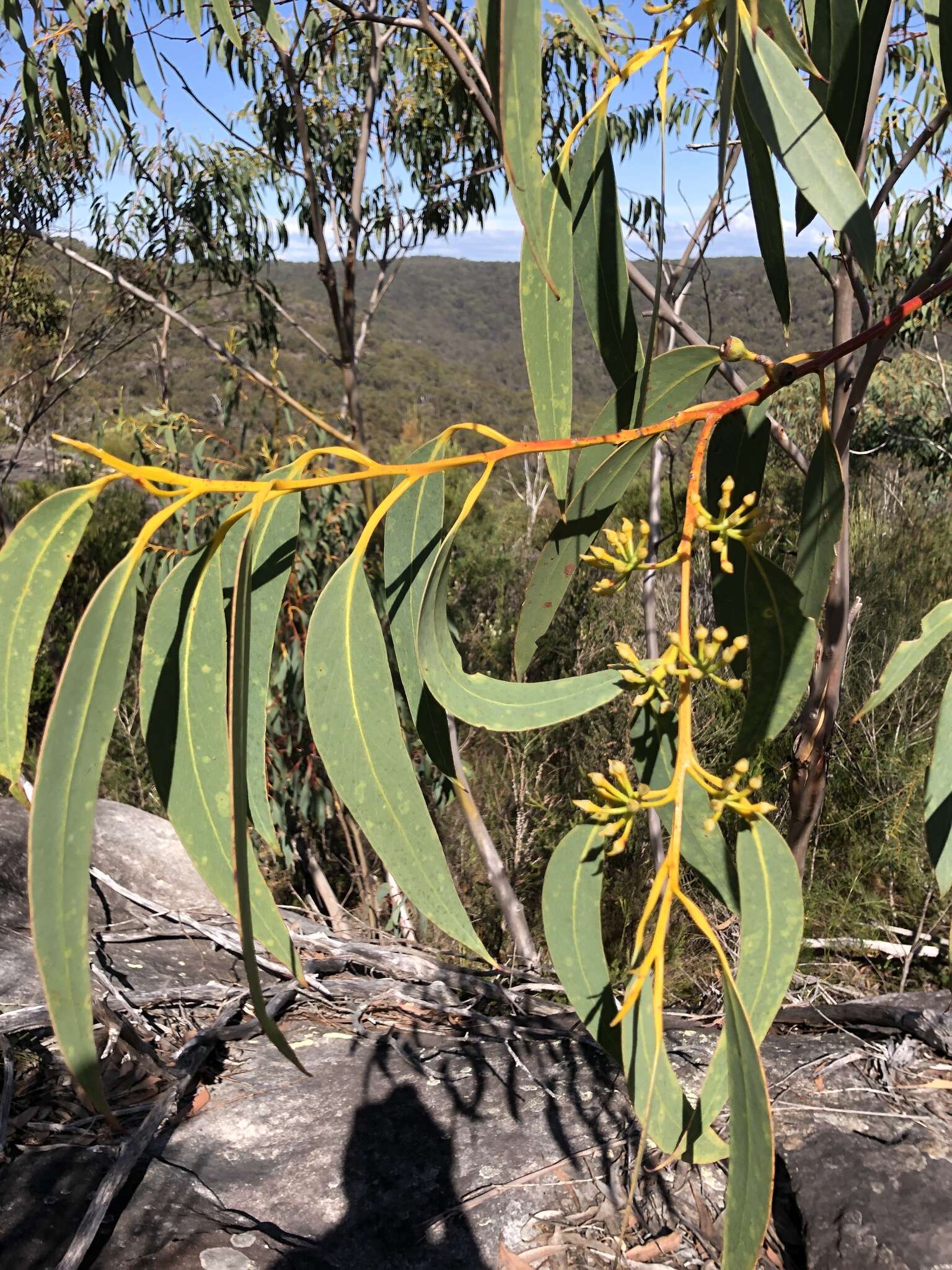 Image of yellow-top mallee-ash