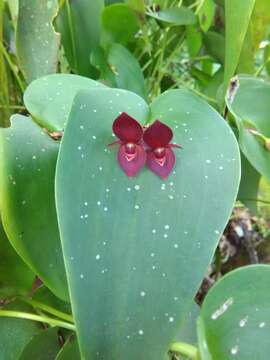 Imagem de Pleurothallis cardiothallis Rchb. fil.