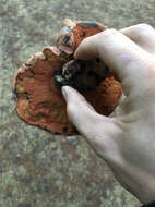 Image of Liver Bolete