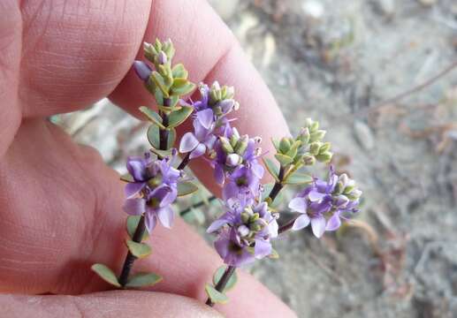 Image of Veronica pimeleoides Hook. fil.