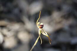 Image of Stumpy spider orchid