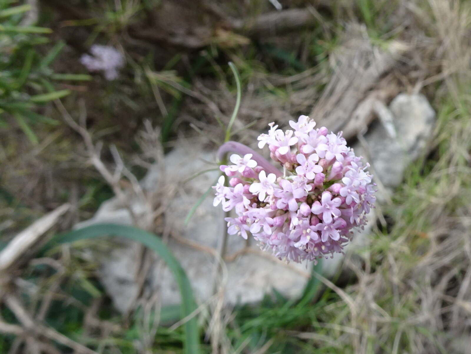 Imagem de Valeriana dioscoridis Sibth. & Sm.