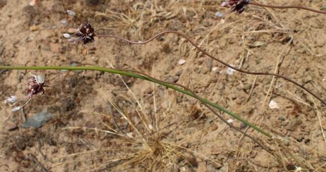 Image of Allium synnotii G. Don