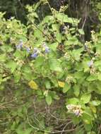 Image of shrubby blue sage