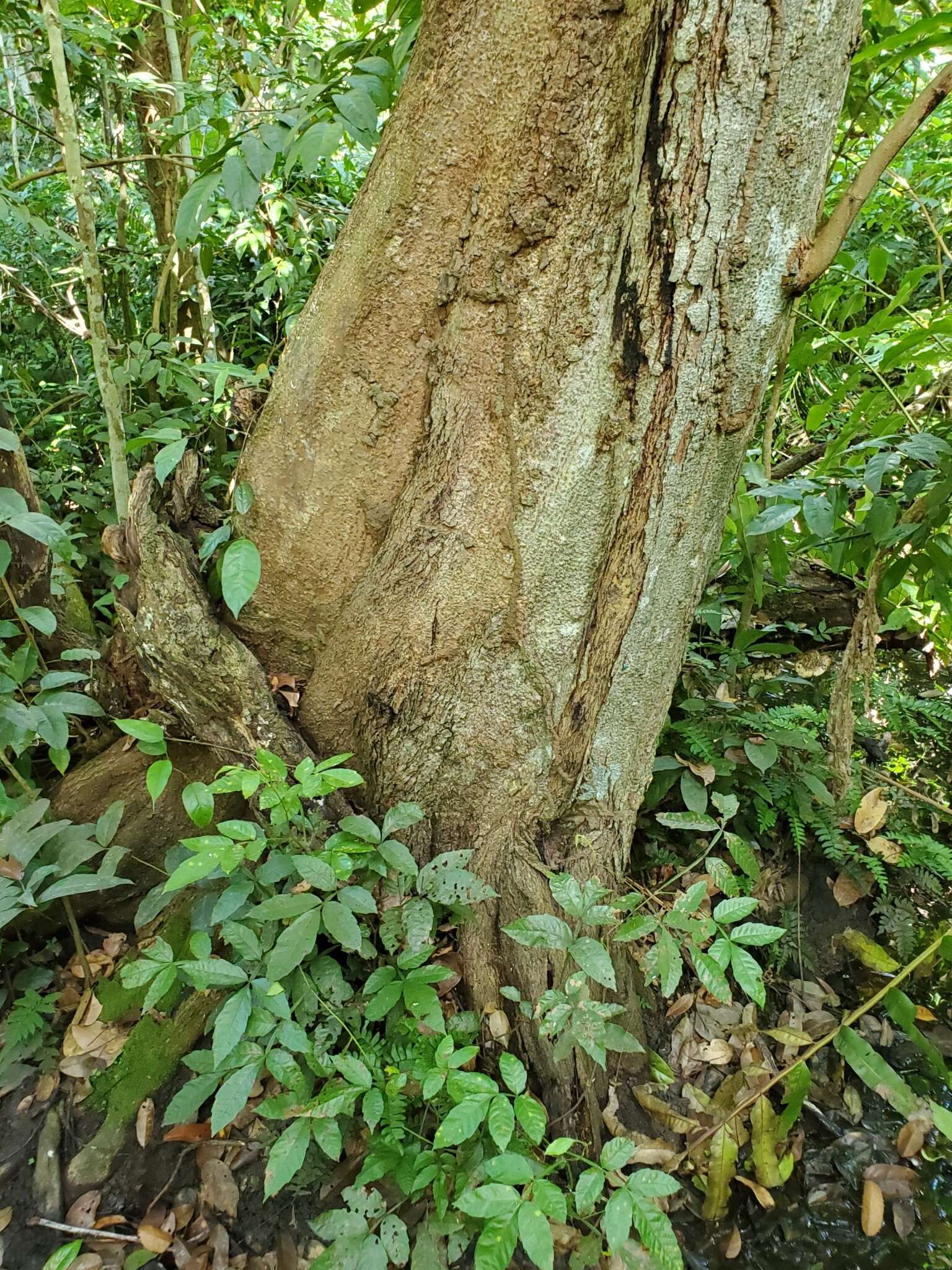 Image of dragonsblood tree