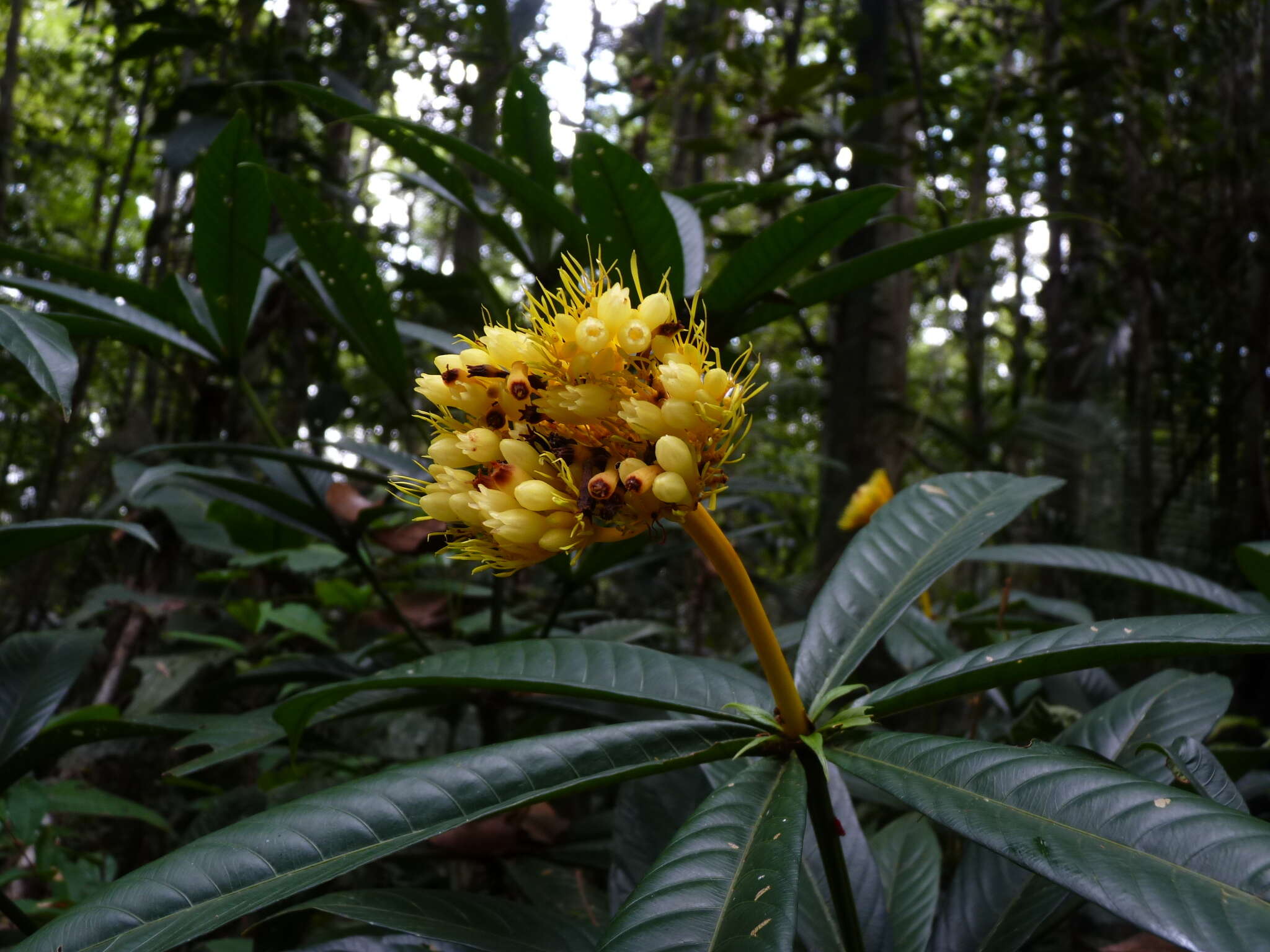 Palicourea virens (Poepp.) Standl. resmi