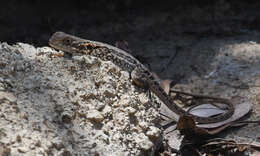 Ctenophorus decresii (Duméril & Bibron 1837) resmi