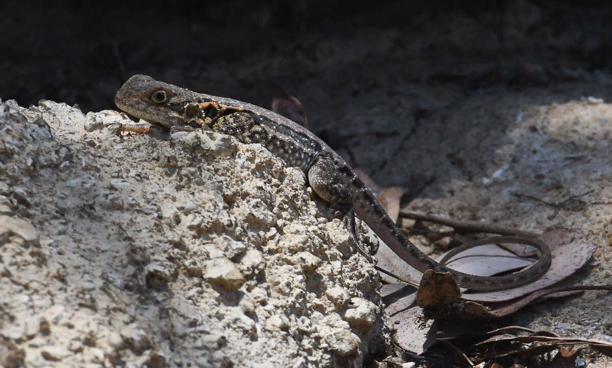 Image of Tawny Crevice-dragon