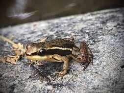 Image of Hyloxalus infraguttatus (Boulenger 1898)