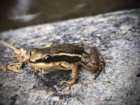 Imagem de Hyloxalus infraguttatus (Boulenger 1898)