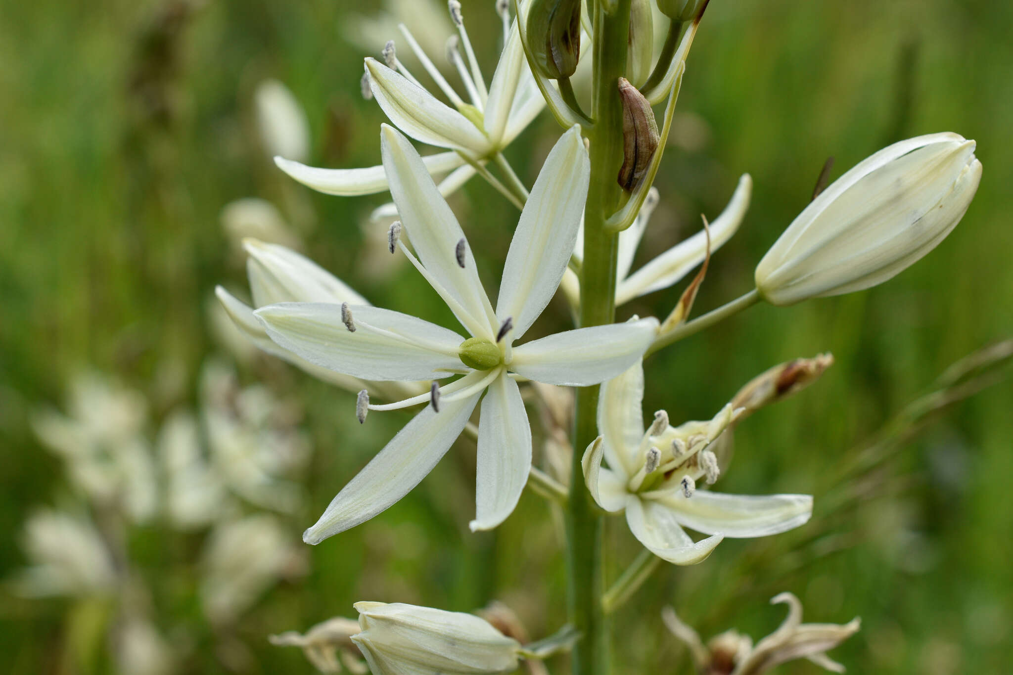 Imagem de Camassia leichtlinii subsp. leichtlinii