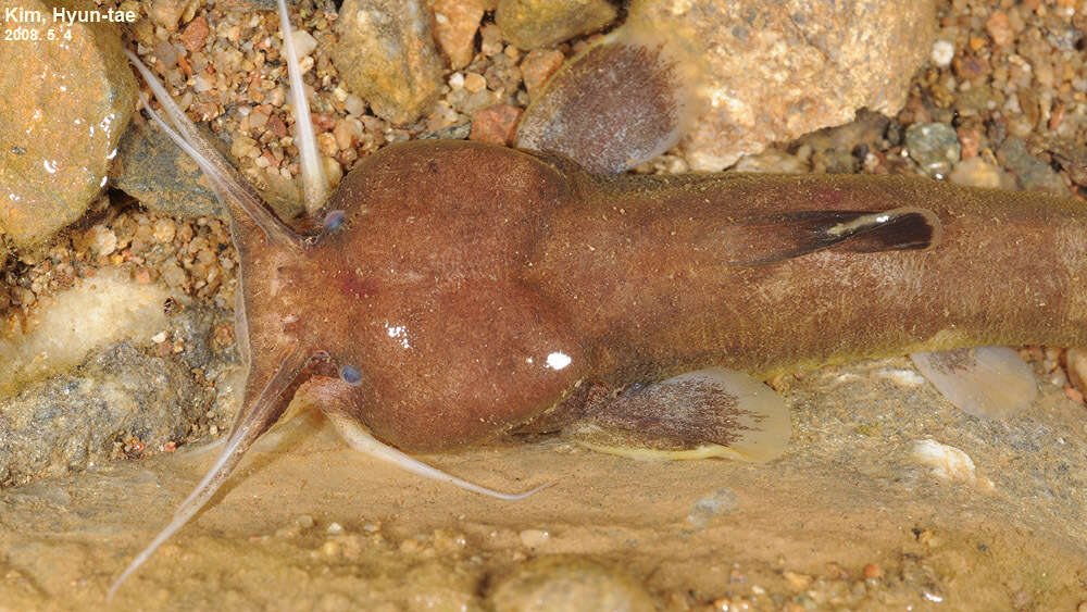 Image of Liobagrus andersoni Regan 1908