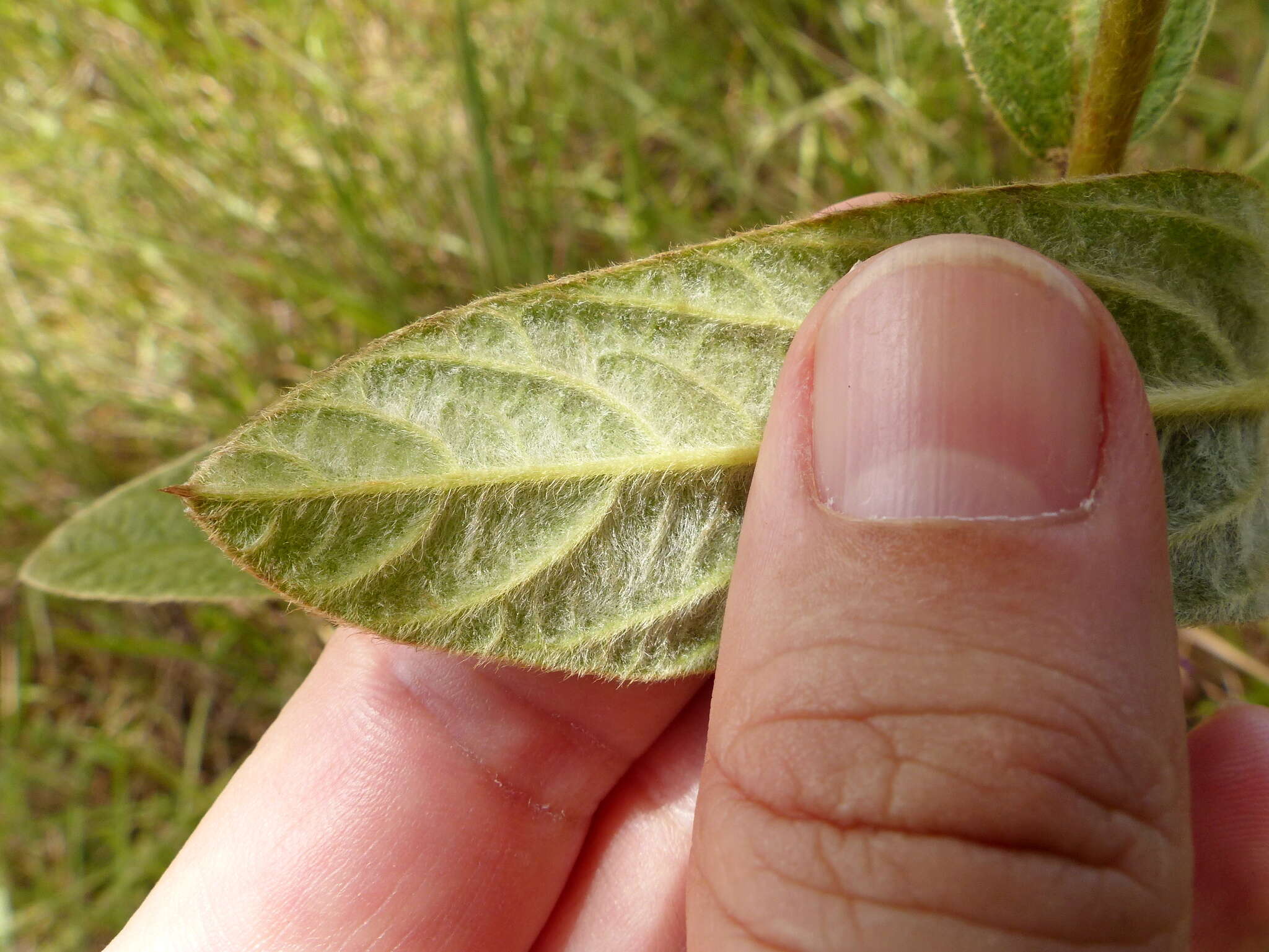 Plancia ëd Ipomoea argentea Meisn.